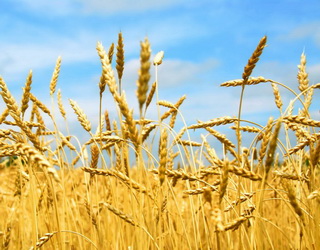 Світове виробництво пшениці у 2017 році зменшиться на 2,6%, – прогноз ФАО